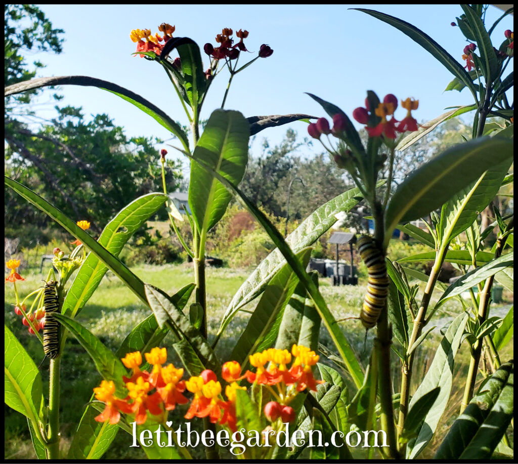 milkweed monarch caterpillars