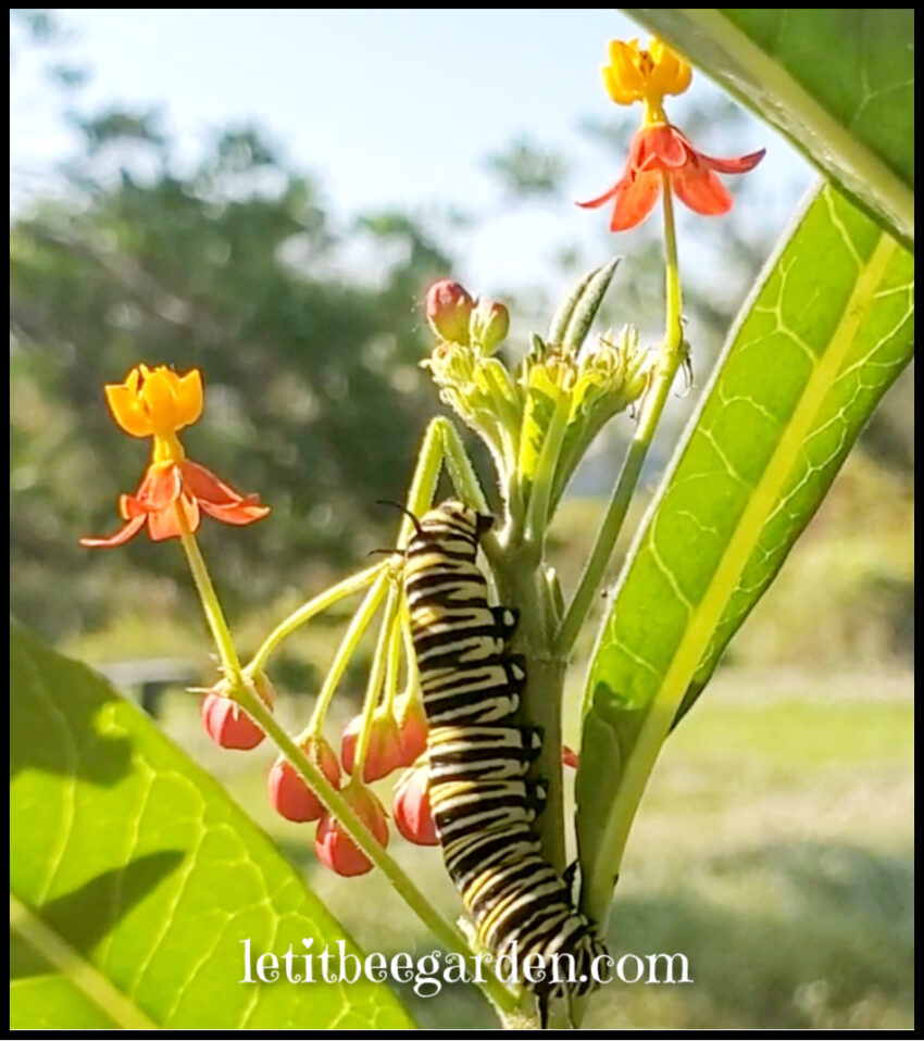 Monarch Caterpillar Milkweed Garden