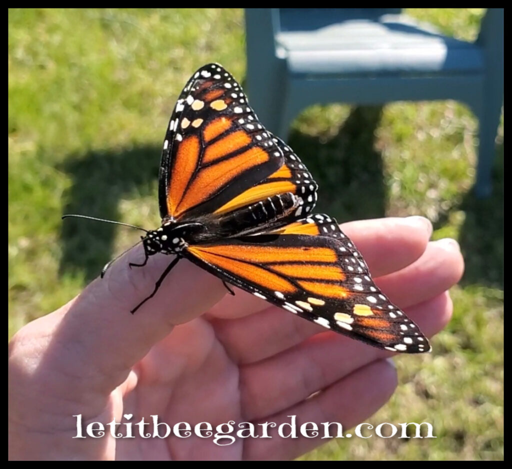 First Monarch Butterfly