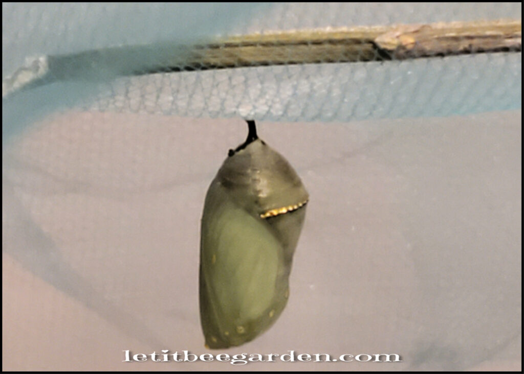 monarch chrysalis