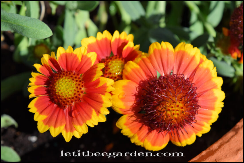 Gaillardia Ground Cover Blanket flower Florida Native Flowers