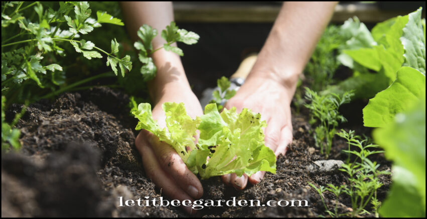 Garden Planting Transplants Gardening Planning