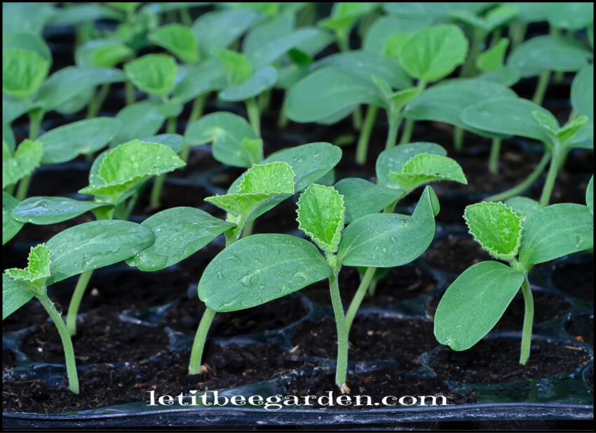 Seedlings Planting Gardening February Garden