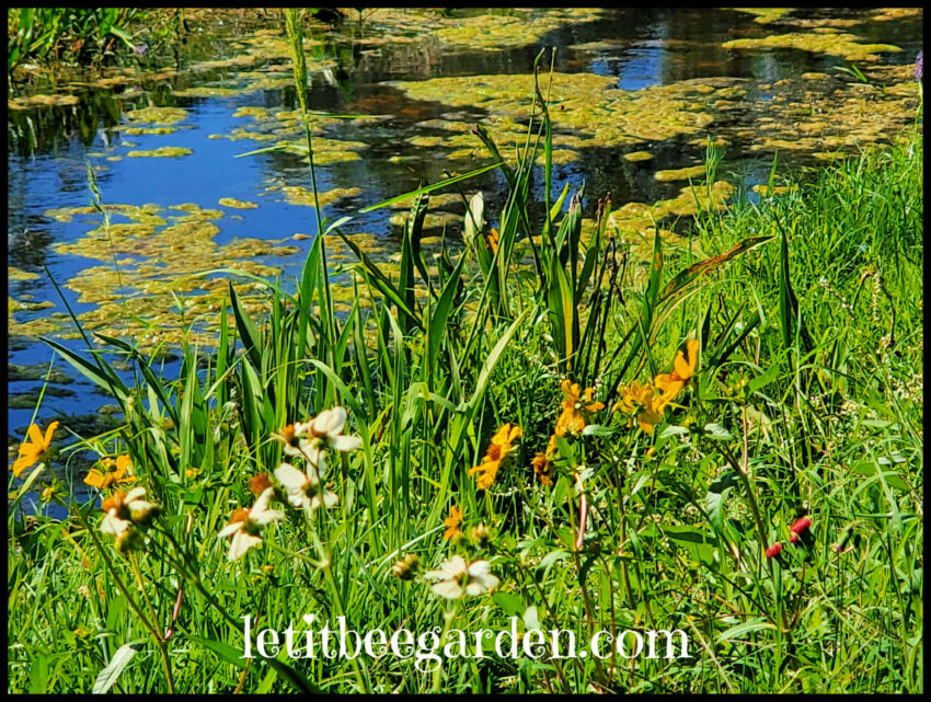 Florida Wildflowers Green Belt Hidden Treasure Paradise