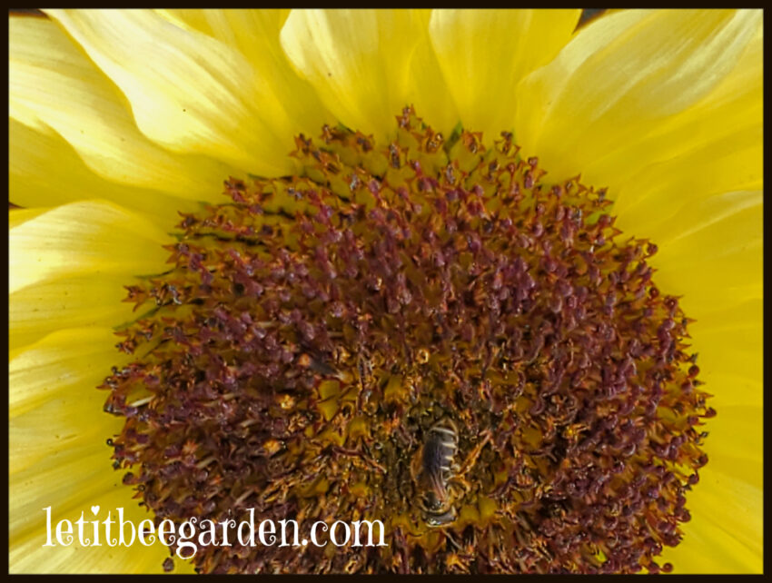 Lemon Queen Sunflower 2023