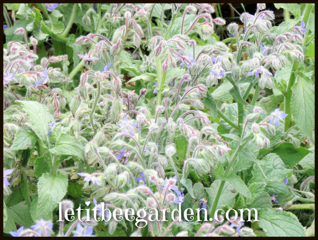 Borage