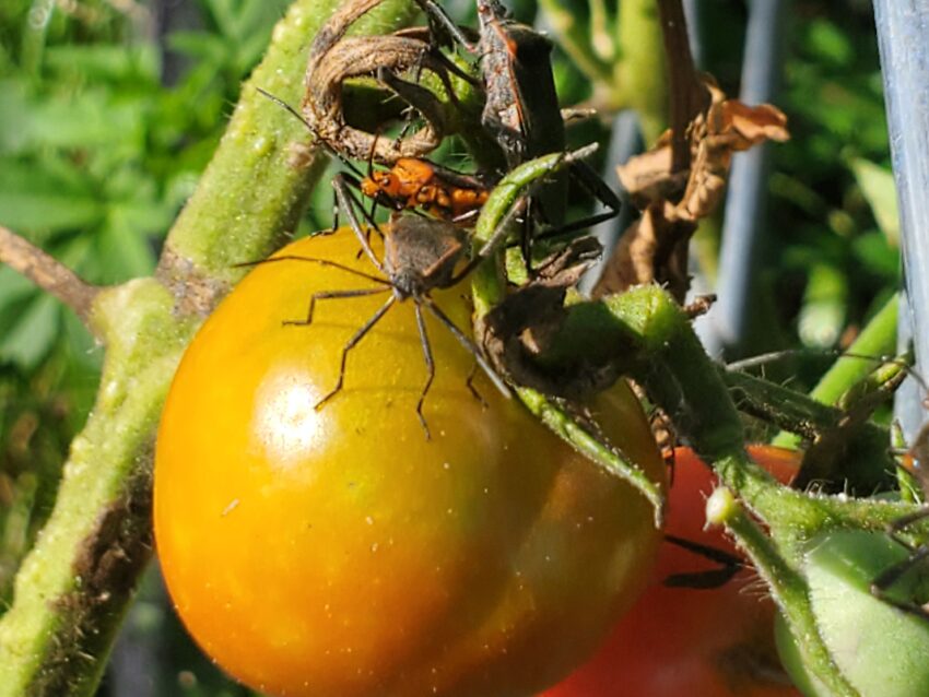 Leaf-footed bugs